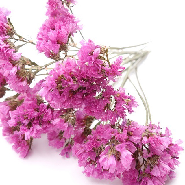 50 スターチス ピンク すべての美しい花の画像