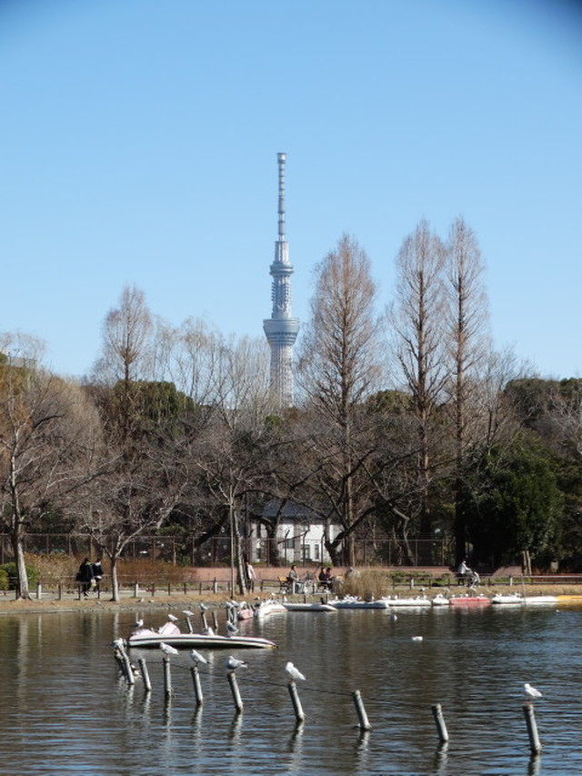 東京都 不忍池と東京スカイツリー Tokyo Shinobazunoike Pond And Tokyo Skytree Ueno Yumemirutanuki