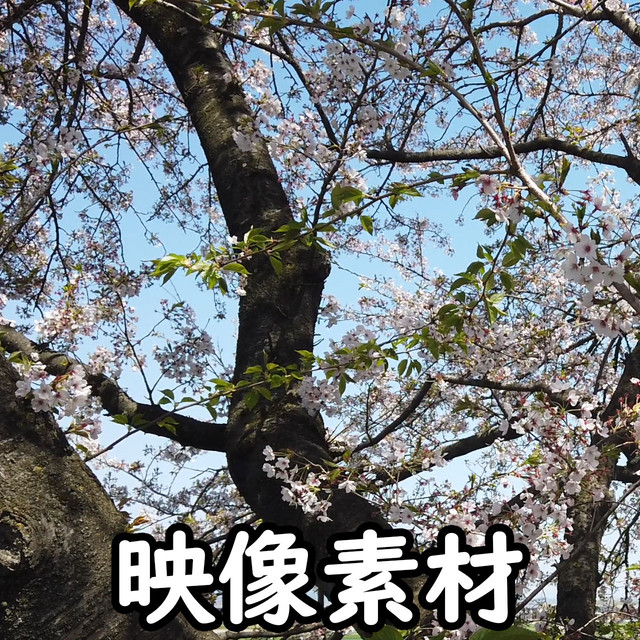 映像 動画素材 日本の桜 サクラ さくら Letsshare