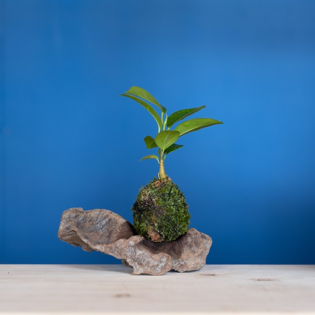 苔玉 ガジュマル Sサイズ 流木セット Shop Moss
