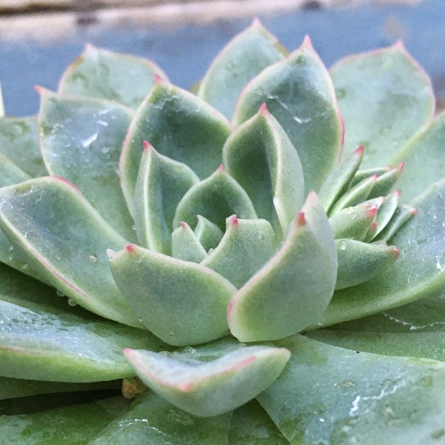 カリビアンクルーズ Rupo 多肉植物専門店