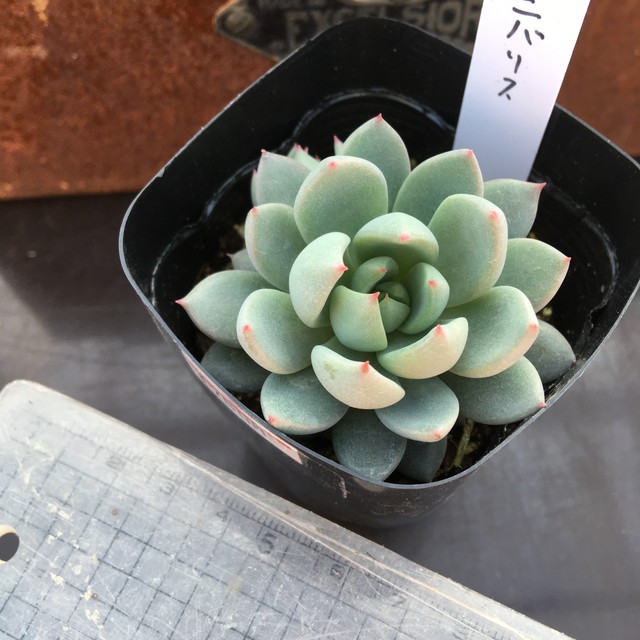 ニバリス Rupo 多肉植物専門店