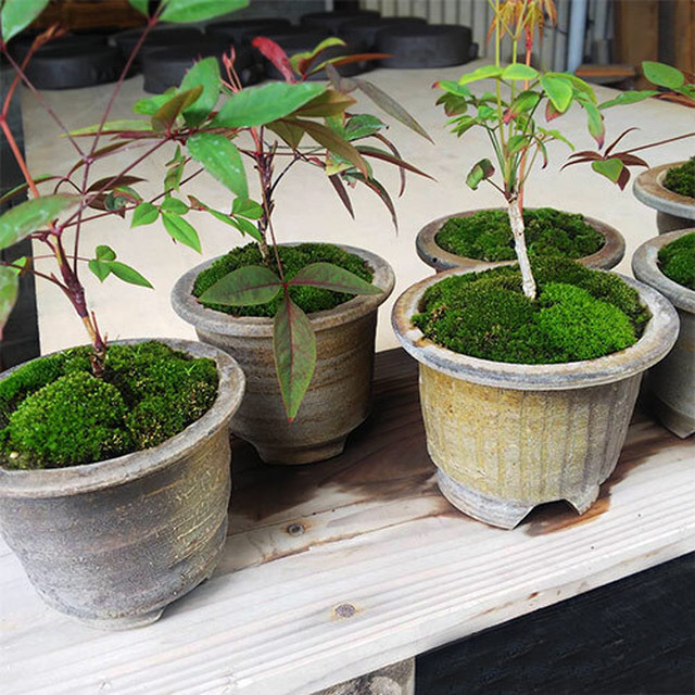 備前焼 鉢 植木鉢 A 武田謙二 岡山 園芸 盆栽 インテリア 陶器 陶芸 Clara Hawaiian Select Shop