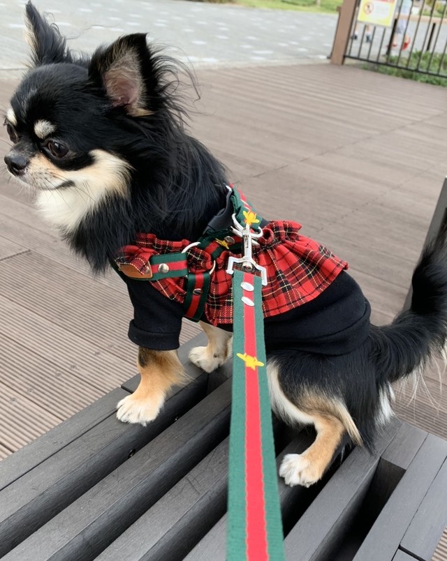 Beeハーネス リードセット Green Red 犬服 人気 犬の服 おしゃれ ドッグウェア 小型犬 犬服ブランド ハーネス Chicc ドッグウェアブランド