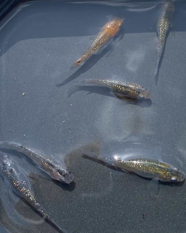 ベビーピンクメダカ卵15個 あっくんのメダカ市場