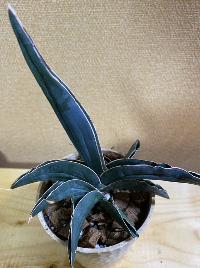 サンスベリア ロブスターブルー Planet Plants