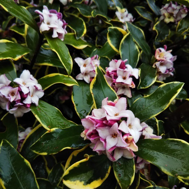 斑入り沈丁花10 5cmポット苗 Hanazukin 花ずきん 農家直送の花苗 シンビジュームの花束