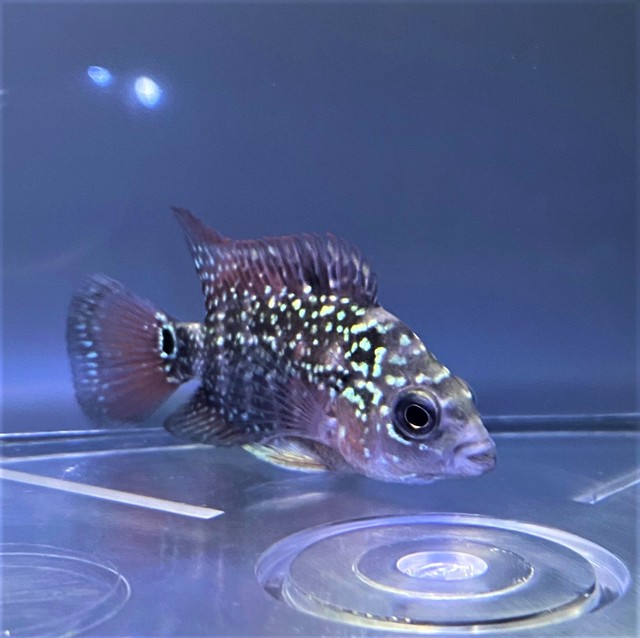 熱帯魚 フラワーホーン 4 6cm １匹 東京倉庫出荷 熱帯魚専門店 アクアショップ ピラルク本店