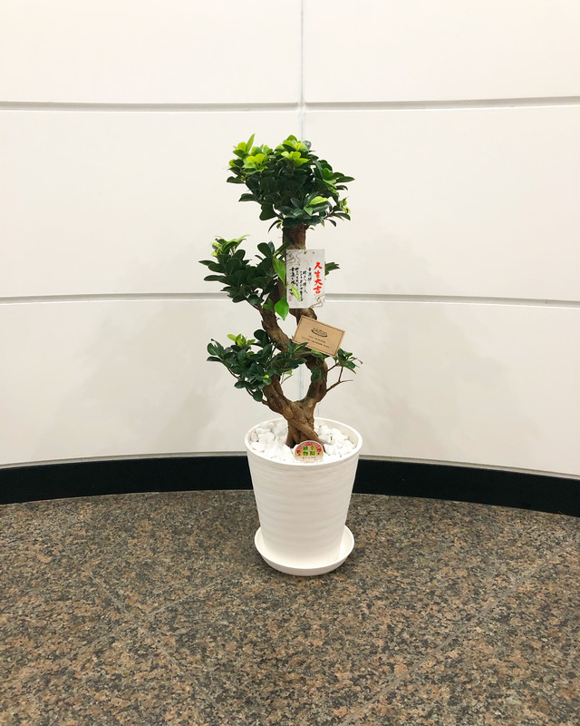 観葉植物 ガジュマル 8号 花屋のbiotopビオトープ