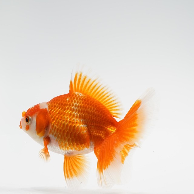 ローズテールオランダ 極光金魚展