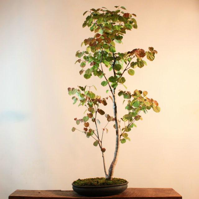 雑木盆栽 桂 カツラ 盆栽と山野草の植物店 八百日 Yaoca Bonsai Plants