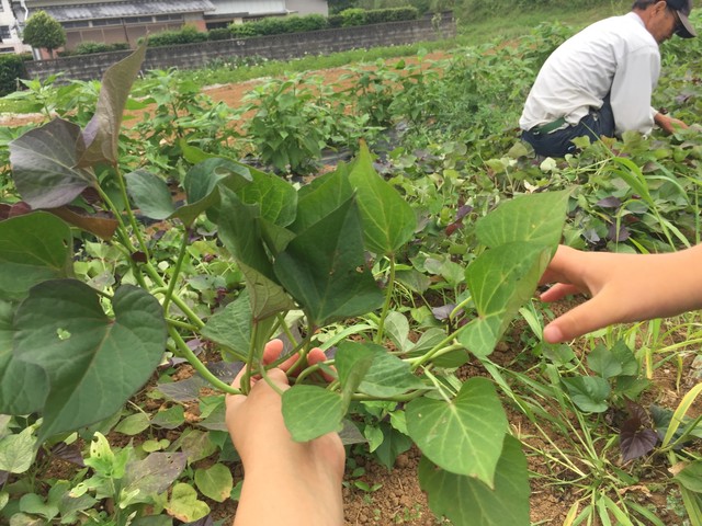 芋苗50本 安納芋 5月中旬 販売開始 農家直送 自然農業栽培 五島こばさんち農園