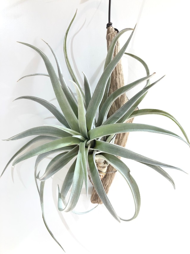 ティランジア ハリシーl Tillandsia Harrisii クルール Couleur