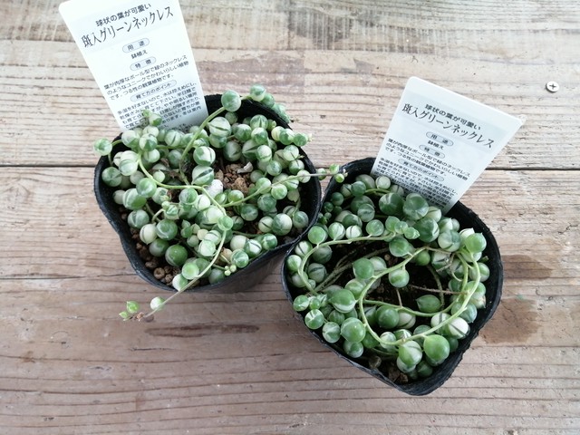 斑入りグリーンネックレス Rupo 多肉植物専門店