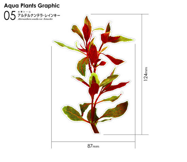 水草シール 05 アルテルナンテラ レインキー みずものコム オンラインショップ