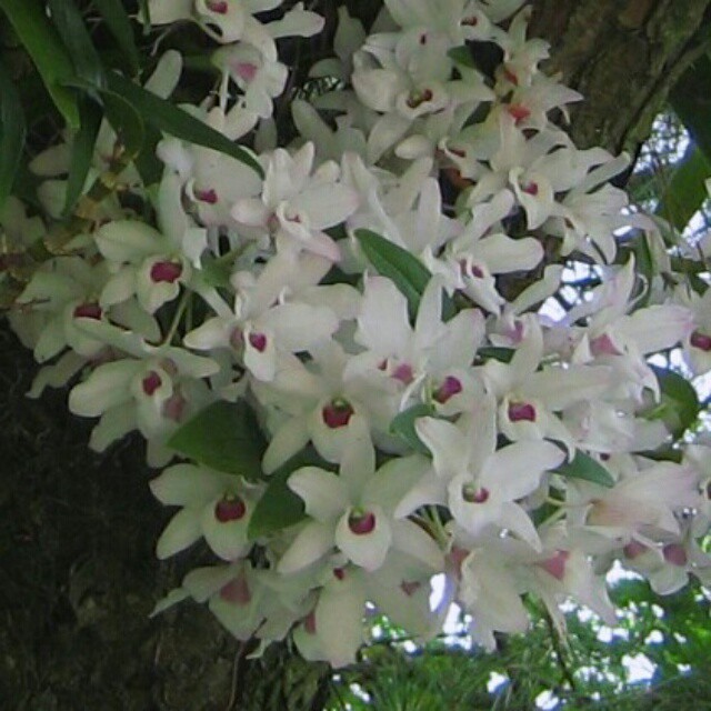 デンドロ ハツシモ９cmポット苗３鉢 Hanazukin 花ずきん 農家直送の花苗 シンビジュームの花束