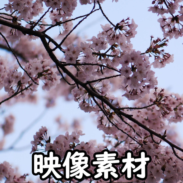 最高の無料イラスト 新着桜 動画 素材 フリー