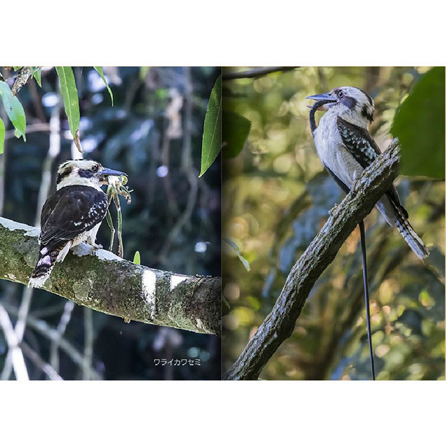 翡翠の仲間達 翡翠に逢いたい 世界編 カワセミ 野鳥写真集 ネイチャー写真集出版のグローブ社