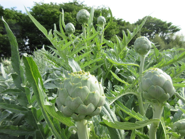 日本最大級のアーティチョーク畑からお届け アーティチョーク1個から受け付けます タケイファーム オンラインショップ