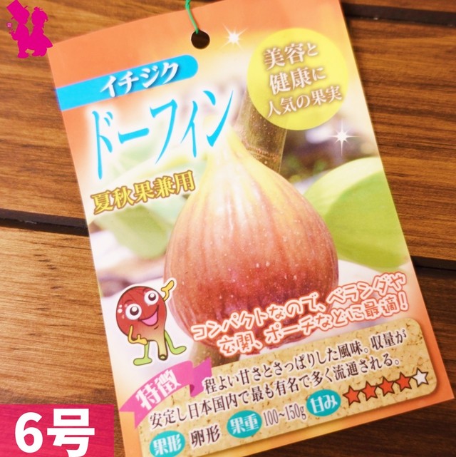 イチジク6号鉢 ドーフィン2年生大苗 ラベル付き 園芸農家イシヅキちゃんねるショップ