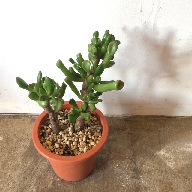 Crassula Portulacea F Monstrosa ゴーラム Safsaf By Helden