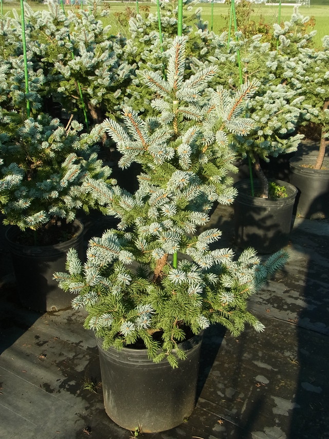 プンゲンストウヒ ホプシー 樹木好き I Love Trees