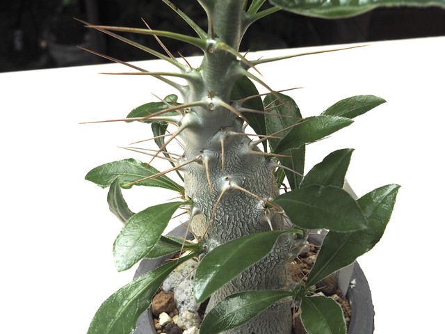 パキポディウム サンデルシー 多肉植物デイジーアンドビー