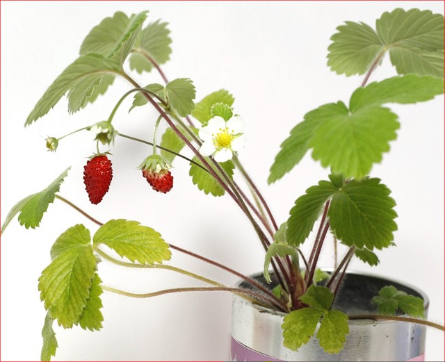 家庭菜園 ガーデニング 栽培キット ホームガーデンs ワイルドストロベリー Palm Garden