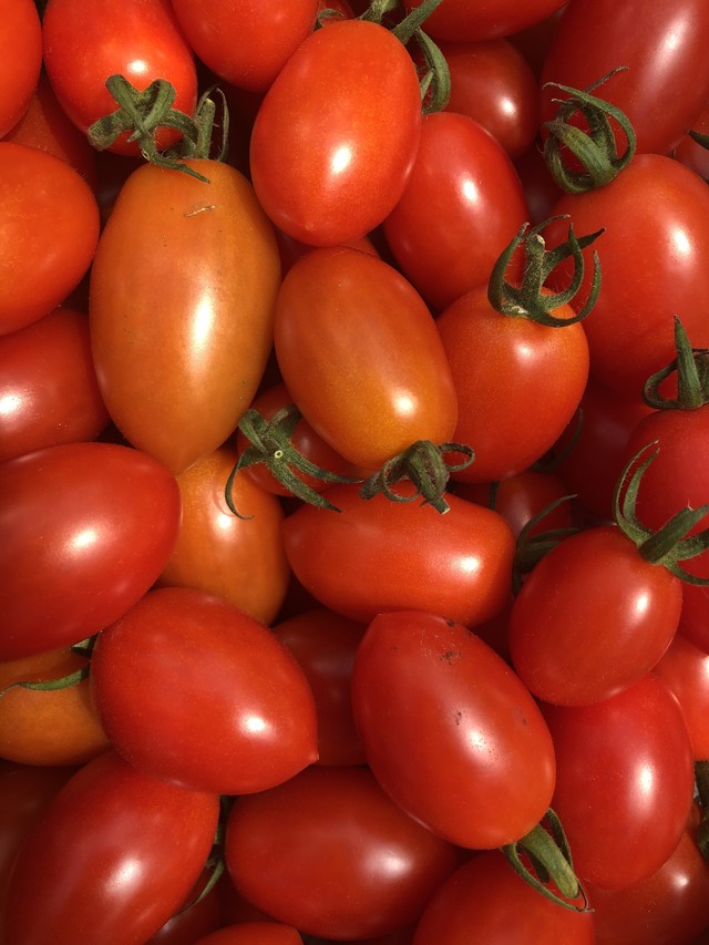 ミニトマト あいこ 無肥料無農薬栽培 ヤマネノコメ