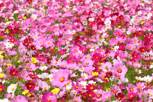 秋桜の花束 Cosmos Bouquet ボックスフラワーケーキ Flower Picnic Cafe Hakodate