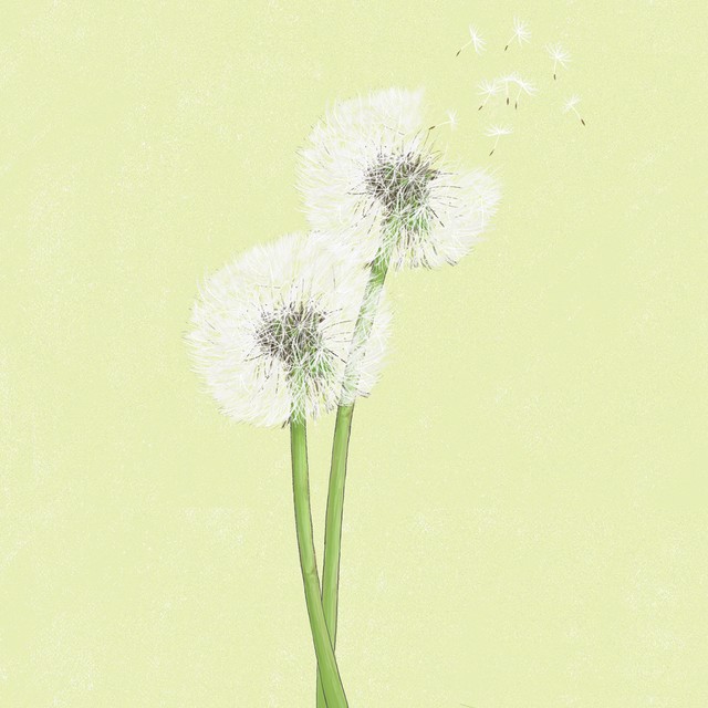美しい花の画像 ラブリーイラスト たんぽぽの綿毛