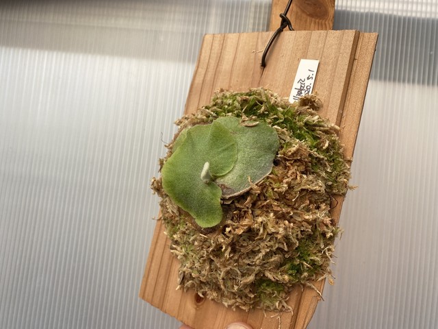 ビカクシダ P Willinckii の子株 Indoor Hobbiesのお店版