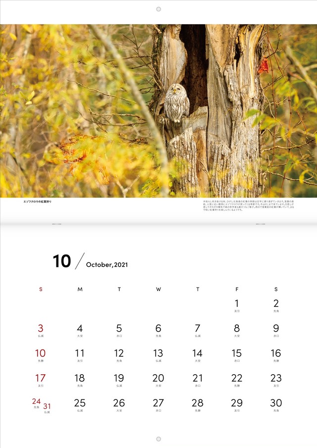 21年カレンダー 北の和毛 にこげ 毎日がモフ曜日 A3 見開きa2 サイズ Laccio Photography