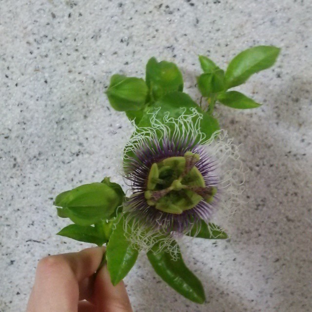 パッションフルーツ10 5cmポット苗 Hanazukin 花ずきん 農家直送の花苗 シンビジュームの花束