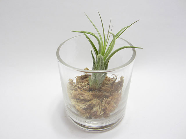 エアープランツ チランジア イオナンタ スカポーサ 多肉植物専門ショップルレーブ