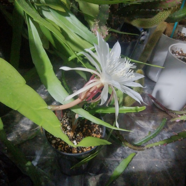 Epiphyllum Caudatum １５ ２０ｃｍ ｃｕｔｔｉｎｇ ｕｎｂｅｒ ｋｅｌｐ クジャクサボテン 販売 森林サボテン 販売