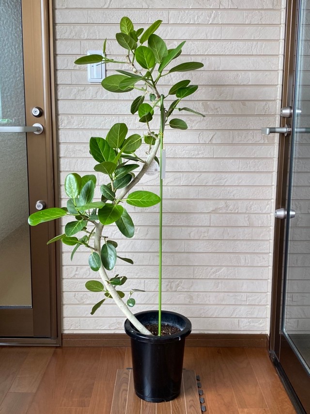 観葉植物 ベンガレンシス 曲り 8号 ハウスプランツショップ 観葉植物の通販サイト