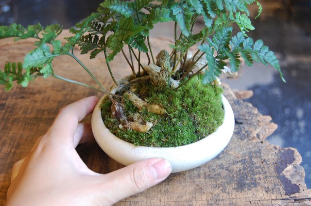 トキワシノブ Neo Green