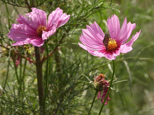 コスモスの花の写真 写真屋 ６ 植物