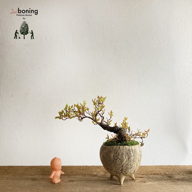 Just Boning Premium Bonsai By Season S Green Niwaten