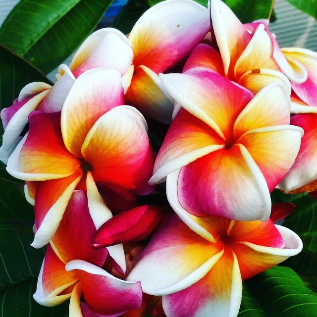 カップスリーブ プルメリア インスタ映えするプルメリアデザイン Plumeriadesign Plumeria Designインスタ映えプルメリア カップスリーブ プルメリア インスタ映えするプルメリアデザイン Plumeriadesign Plumeria Designインスタ映えプルメリア