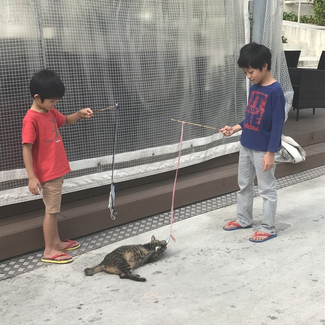 猫 おもちゃ ネコモリ 沖縄産 またたび粉付き キャットトイ 手染めびんがた 猫のおもちゃ 猫じゃらし マタタビ 泡盛 プレゼント ペットアイテム 犬猫酒造 Bingata The Coral