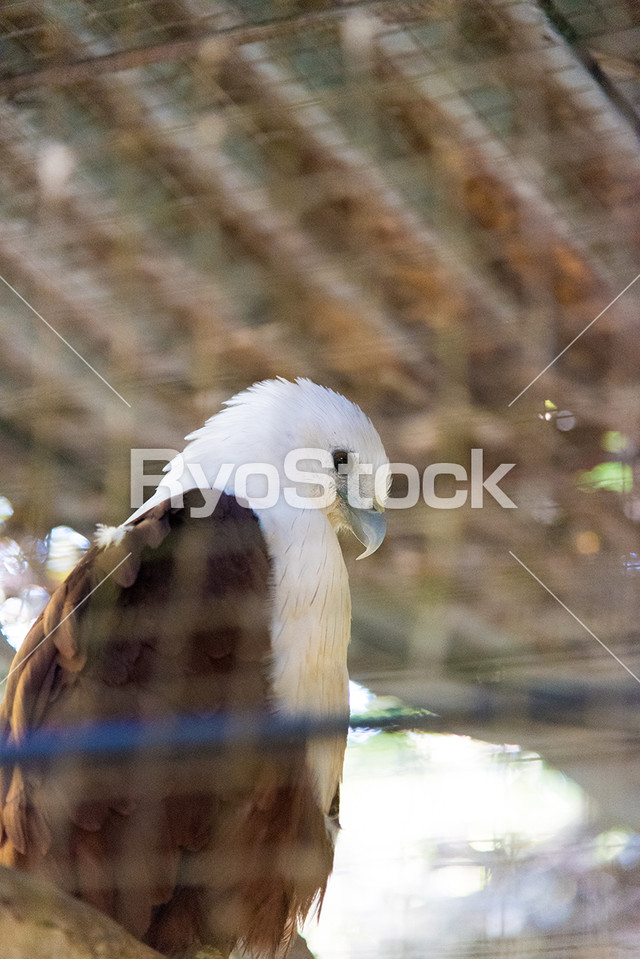 フィリピン セブ 動物園 鷲 の写真素材です Philippines Photo Ryostock デジタルコンテンツ販売
