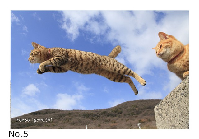 飛び猫ポストカード 猫雑貨のお店 飛び猫商店