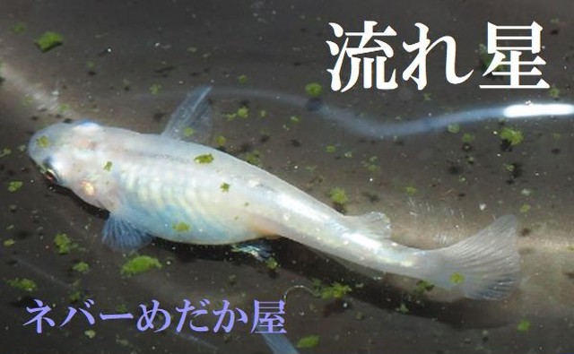 ネバーめだか屋