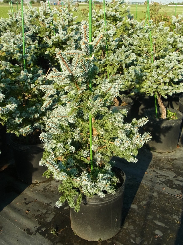 プンゲンストウヒ ホプシー 樹木好き I Love Trees