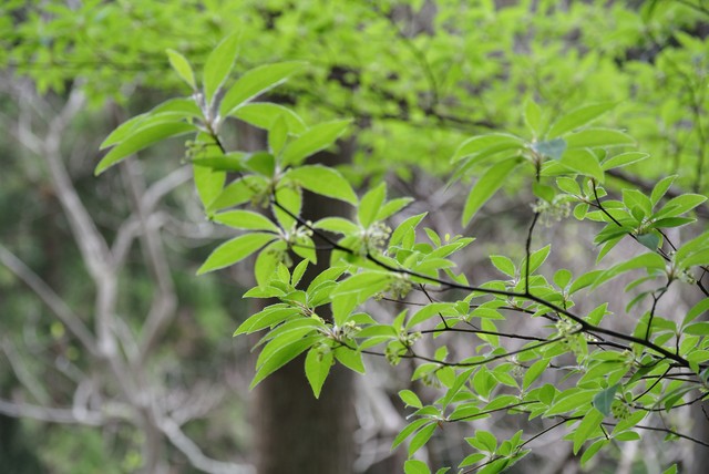 アロマウォーター 芳香蒸留水 クロモジ Odai Cokage