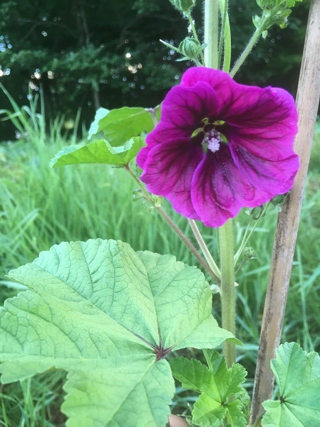 自然栽培 自家農園産 ブルーマロー ドライハーブティー 量り売り3ｇ 那須高原herb ｓ