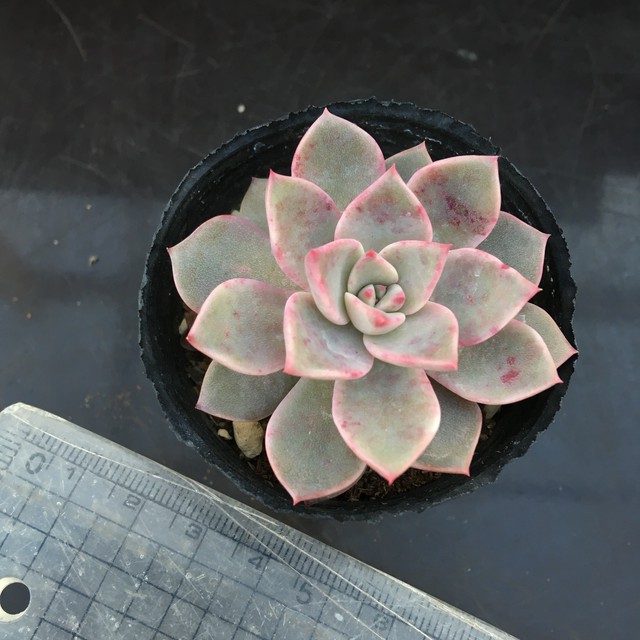 グラプトベリア Rupo 多肉植物専門店