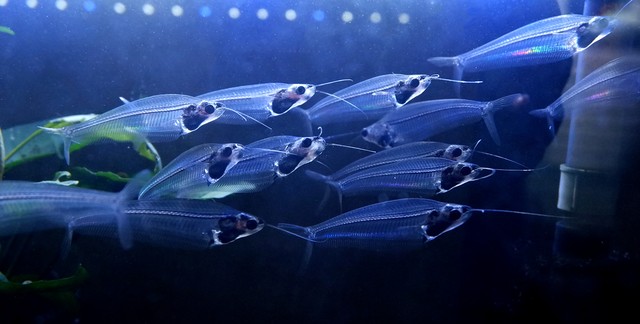 トランスルーセントグラスキャットフィッシュ Mlサイズ 6ｃｍ 10匹セット Kumaz Company